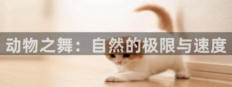 五星体育节目单